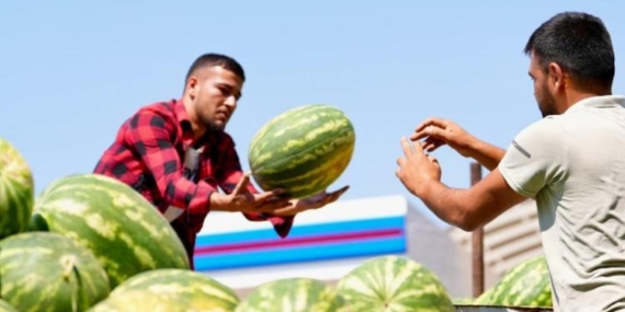 Denizli Büyükşehir Belediyesi, elde kalan karpuzları satın aldı