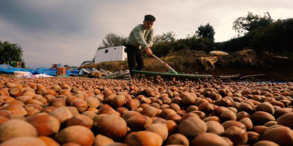 TMO, yeni sezon fındık alım fiyatlarını açıkladı