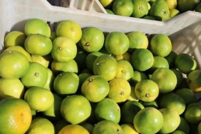 turkiyenin-mandalina-ihracatinda-rekor-artis-ekimde-yuzde-144luk-sicrama-MUEE3Ayy.jpg