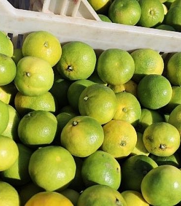 turkiyenin-mandalina-ihracatinda-rekor-artis-ekimde-yuzde-144luk-sicrama-MUEE3Ayy.jpg