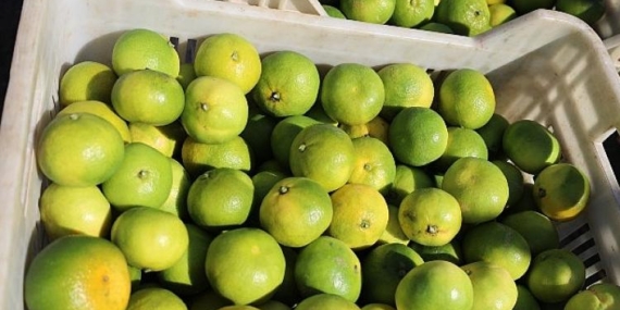 Türkiye’nin Mandalina İhracatında Rekor Artış: Ekim’de Yüzde 144’lük Sıçrama