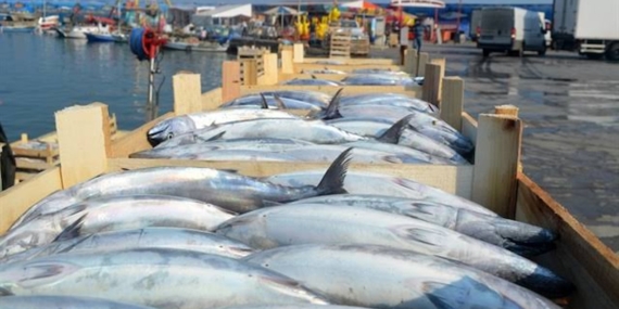 Tekirdağ’da palamut bolluğu sürerken balığın adet fiyatı 100 ile 150 lira arasında değişiyor