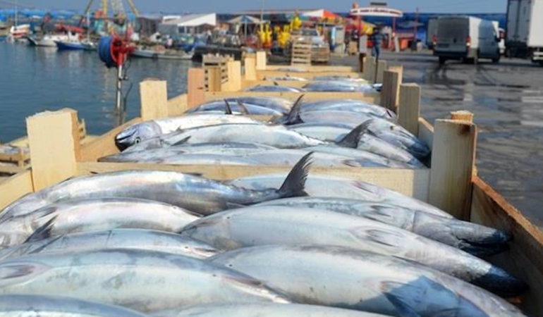 Tekirdağ'da palamut bolluğu sürerken balığın adet fiyatı 100 ile 150 lira arasında değişiyor