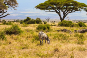 Kenya Savanında Büyük Otçulların 18 Yıllık Yokluğu Ağaç Örtüsü Yapısını Değiştirdi