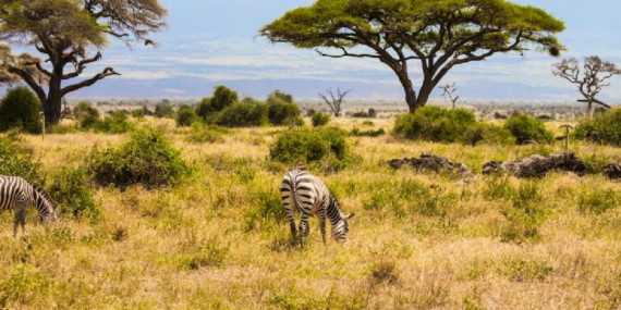 Kenya Savanında Büyük Otçulların 18 Yıllık Yokluğu Ağaç Örtüsü Yapısını Değiştirdi
