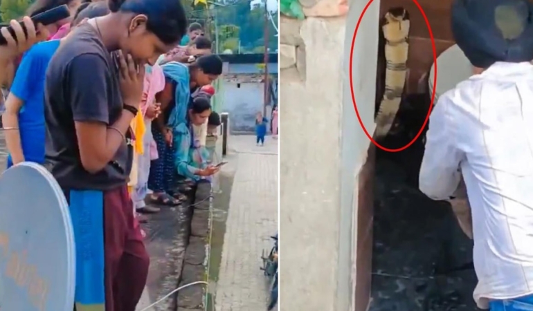 Hindistan'da bir evin klozetinde dev kobra yılanı görüntülendi