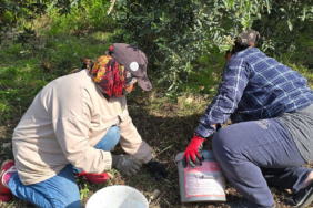 Samandağ’da Halhalı Zeytini Hasadı Başlarken Ürün Fiyatı Bahçede 150 TL Oldu