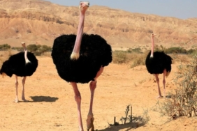 Nijer'de 70 Yıl Sonra Kuzey Afrika Deve Kuşları Doğaya Bırakıldı
